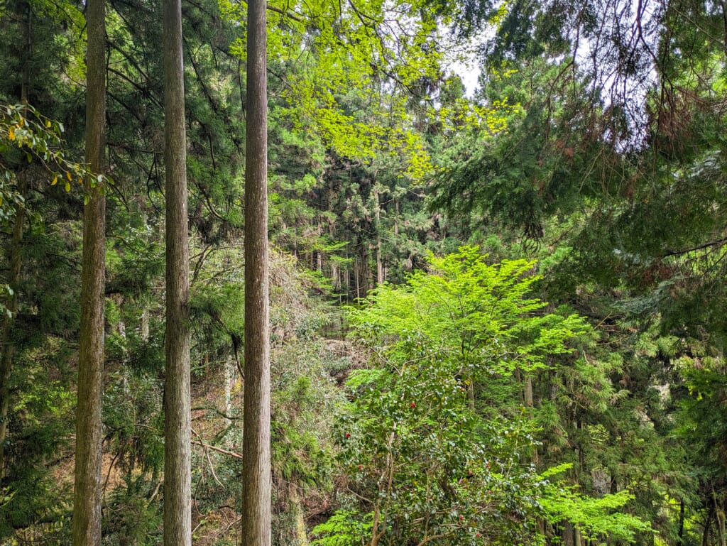 Walking through Kyoto's forest in Kurama