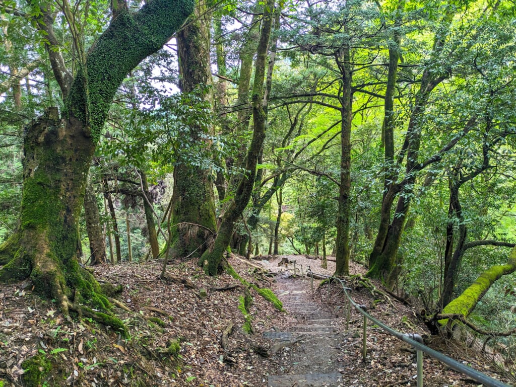 Walking through Kyoto's forest