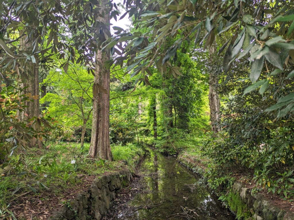 Botanical garden in Kyoto