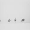 Trees surrounded by snow and fog