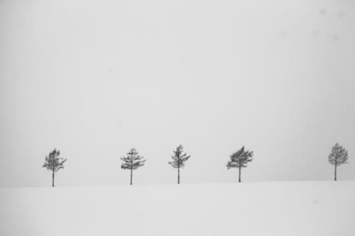 Trees surrounded by snow and fog