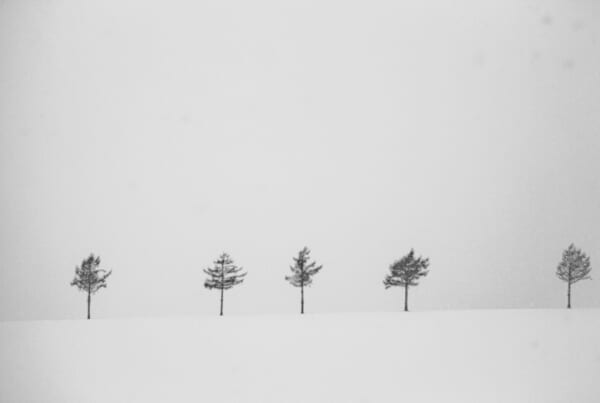 Trees surrounded by snow and fog