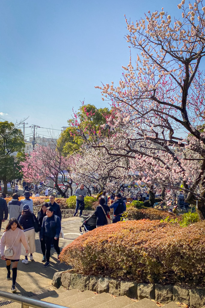 Hanegi Park Plum trees