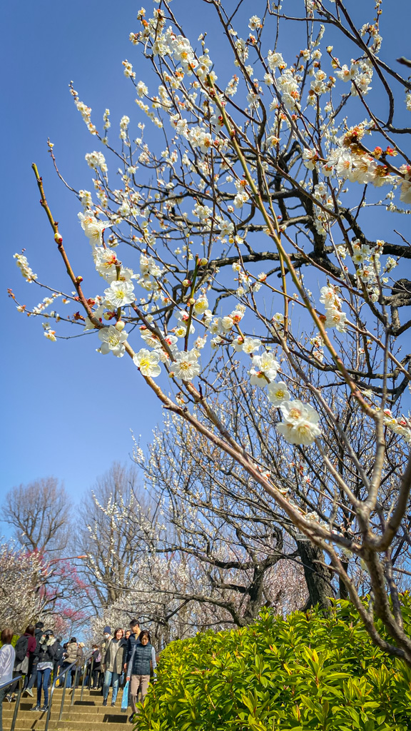 Hanegi Park Plum tree