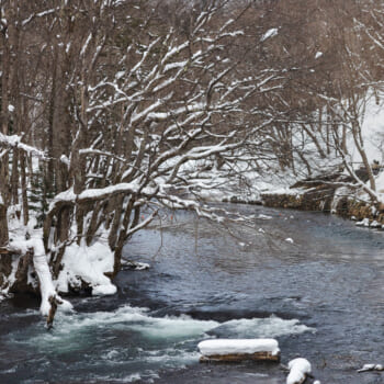 Japan Legal Age: How Old to Drink, Drive, Vote, & Get Married?