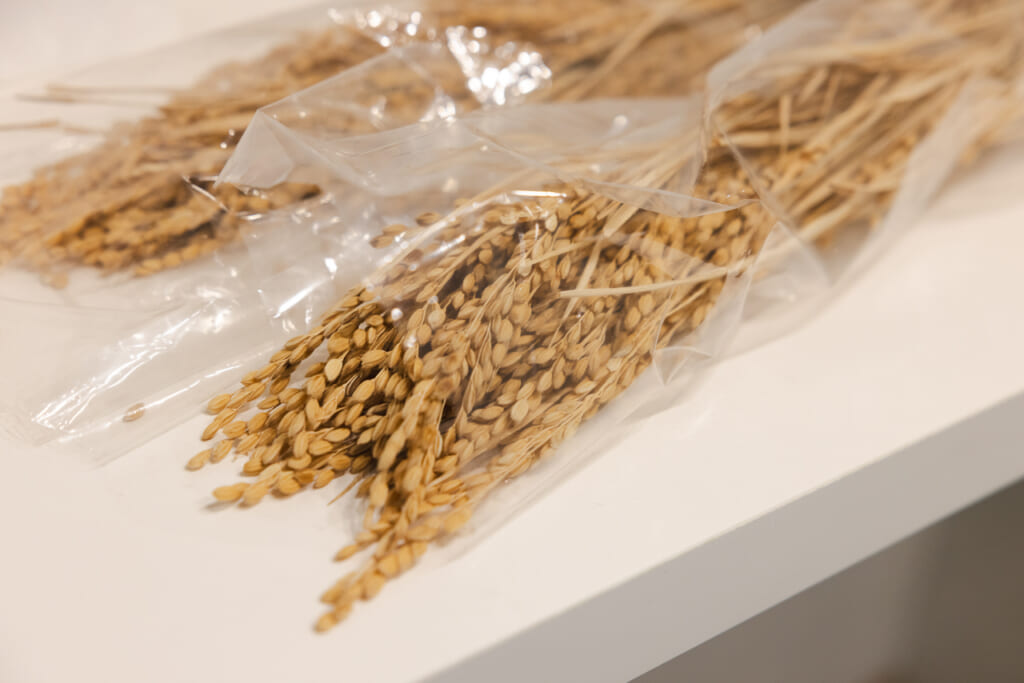 Rice grains