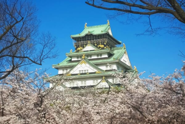 Osaka Cherry Blossoms 2025