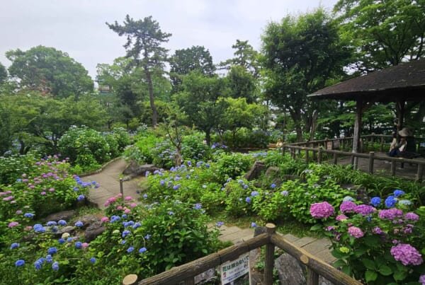 Tamagawadai Park with hydrangeas.