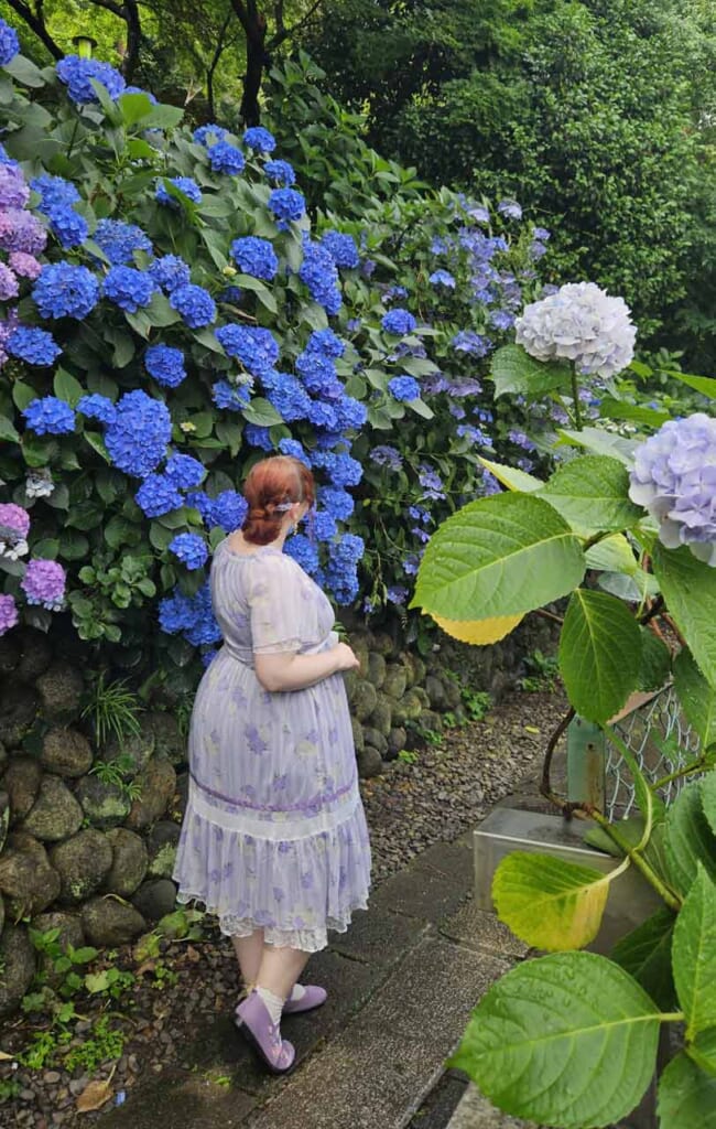 Hydrangea at Takahata Fudoson
