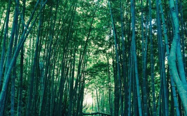 Kamakura daibutsu