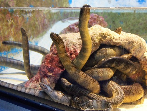 Bassin des serpents de mer de l'aquarium Churaumi situé à Okinawa, sur l'île de Naha.