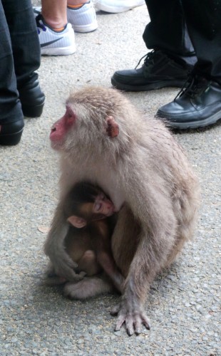 Maman et bébé singe, parc aux singes de Takasakiyama, entre Beppu et Oita sur l'île de Kyushu