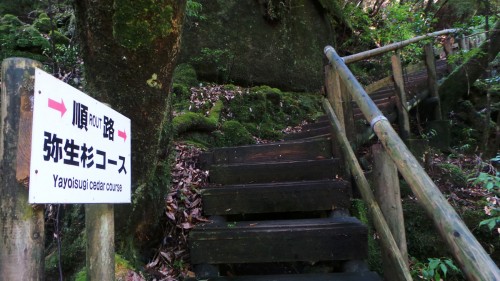 Chemin de randonnée menant aux cèdres millénaires de Yakushima