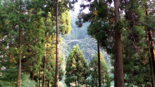 Forest therapy ou forêt-thérapie dans le parc naturel de Yabegawa, Kyūshū 