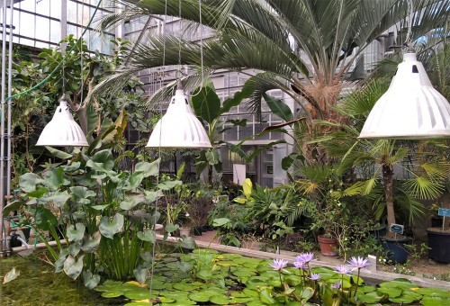 Serres tropicales du jardin botanique de Sapporo, Hokkaido, Japon.