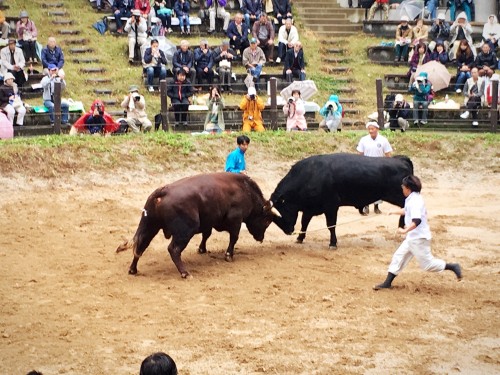 Combat de taureaux adultes à Yamakoshi, préfecture de Niigata, Japon.