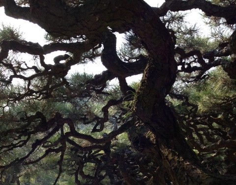 Pins japonais du jardin Ritsurin de Takamatsu, trésor National du Japon.