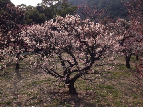 Sakura du jardin Ritsurin de Takamatsu, trésor National du Japon.