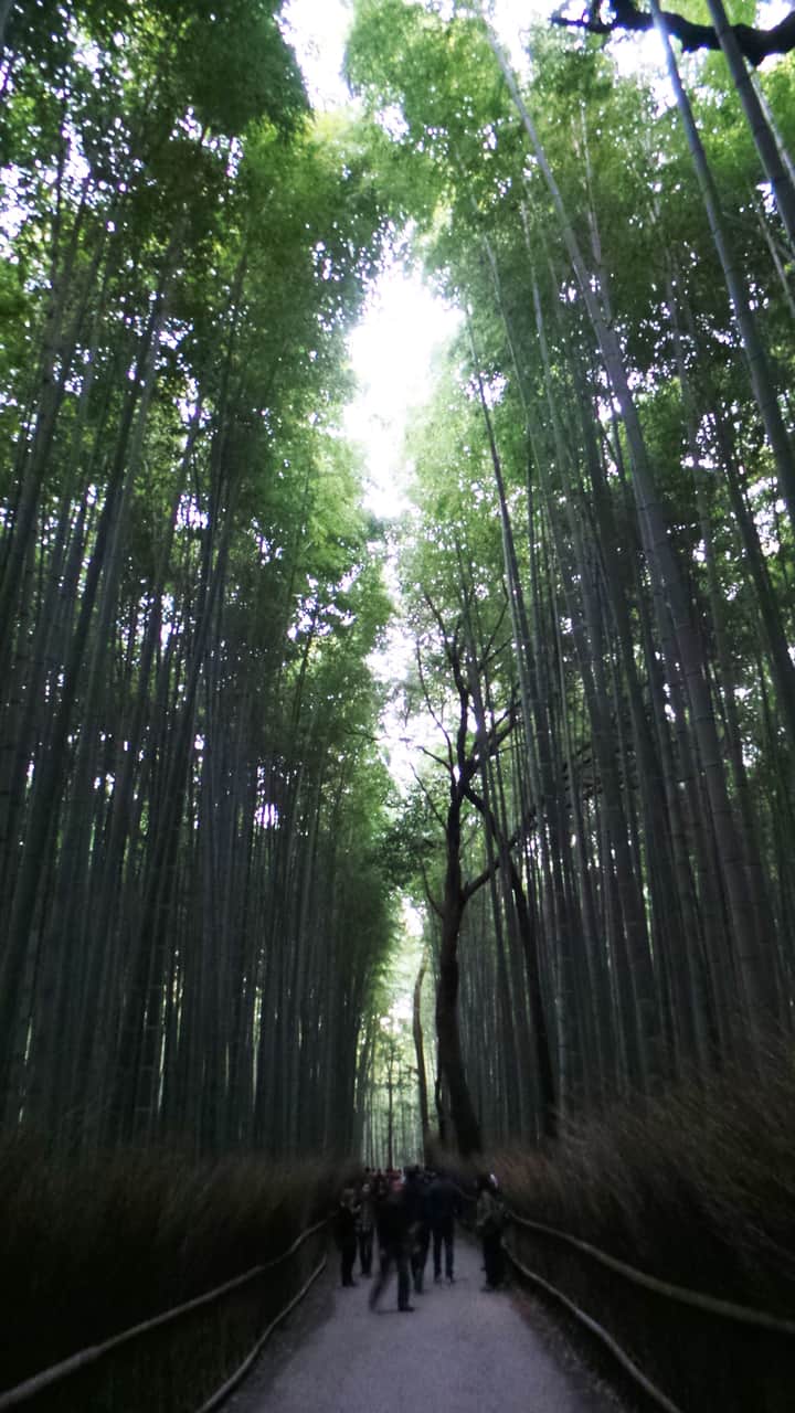 Visite gratuite à Kyoto : la bambouseraie d'Arashiyama.