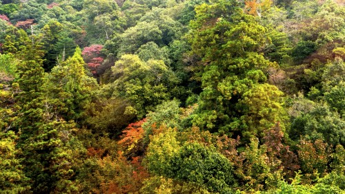 Le mont Misen en automne, Miyajima, Japon.