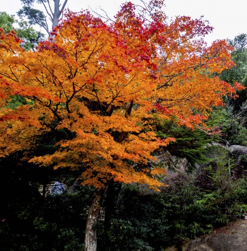 Érable rouge sur le mont Misen en automne, Miyajima, Japon.