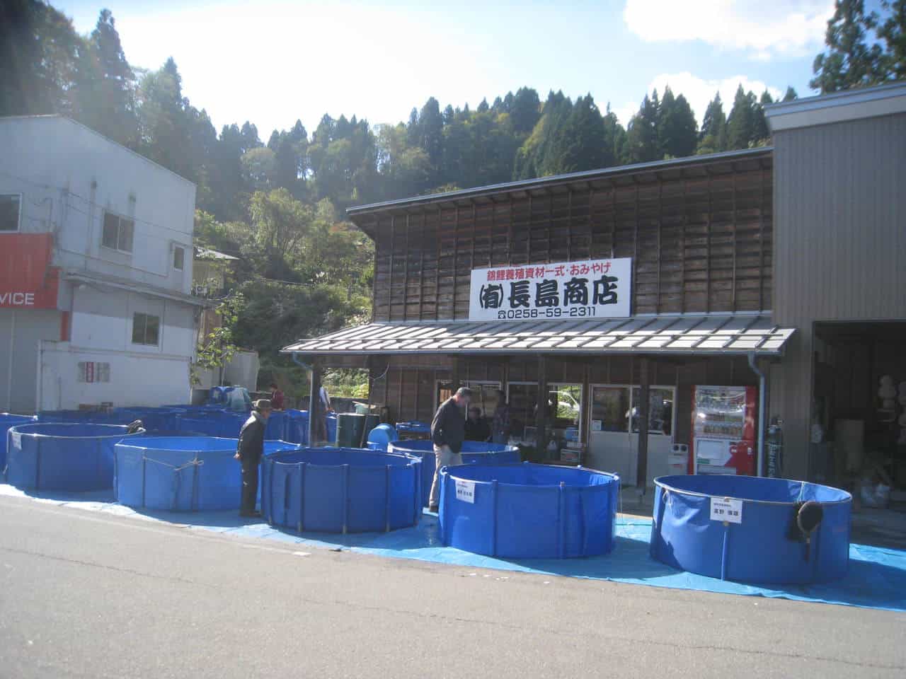 Acheter une carpe japonaise à Yamakoshi, Niigata, Japon.