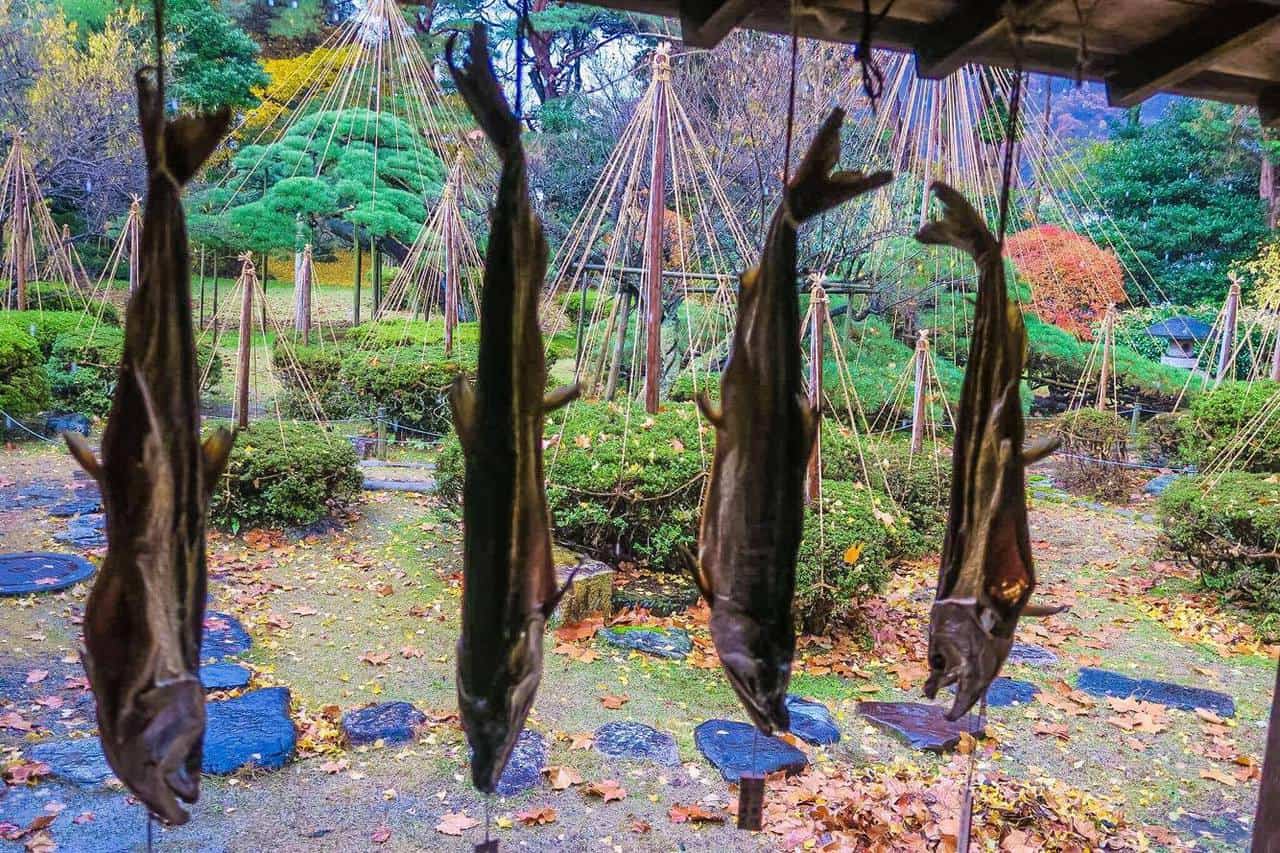 Pêche et cuisine au saumon à Murakami (Niigata)