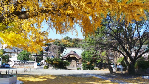Le ginkgo du temple Yugyō-ji de Fujisawa, près de Tokyo, Japon.