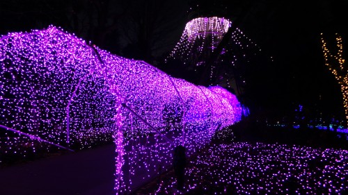 Illuminations d'hiver de l'île d'Enoshima près de Tokyo, jardin Samuel Cocking, Japon.