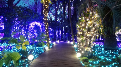 Illuminations d'hiver de l'île d'Enoshima près de Tokyo, jardin Samuel Cocking, Japon.