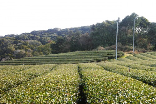 Expérience en Nouhaku : champs de thé vert dans les montagnes d’Izumi