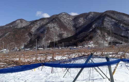 Vigneron dans la ville d'Obuse dans la préfecture de Nagano, Japon.