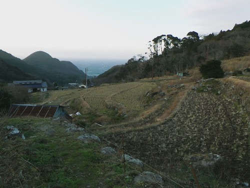 Les rizières en terrasse d'Ishibu, dans la péninsule d'Izu à Shizuoka.
