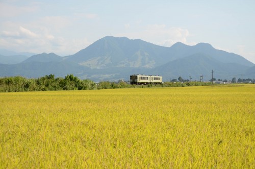 Le petit train local à travers les champs de riz.