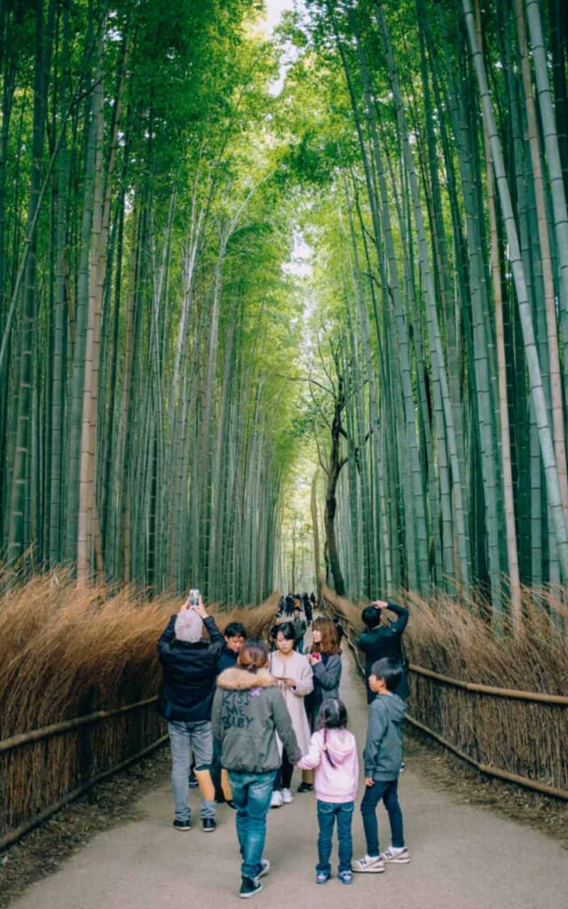 La bambouseraie de Kyoto