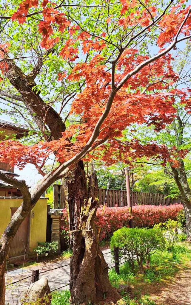 Automne à Kyoto