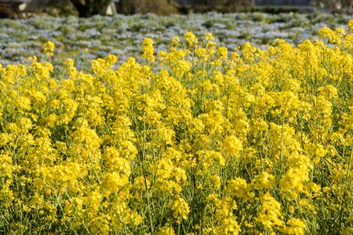 Le jardin Tobu Treasure Garden à Tatebayashi dans la préfecture de Gunma avec ses fleurs jaunes de colza