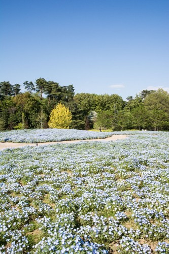 Le jardin Tobu Treasure Garden à Tatebayashi dans la préfecture de Gunma avec ses fleurs bleues nemophila