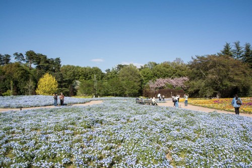 Le jardin Tobu Treasure Garden à Tatebayashi dans la préfecture de Gunma avec ses fleurs bleues nemophila