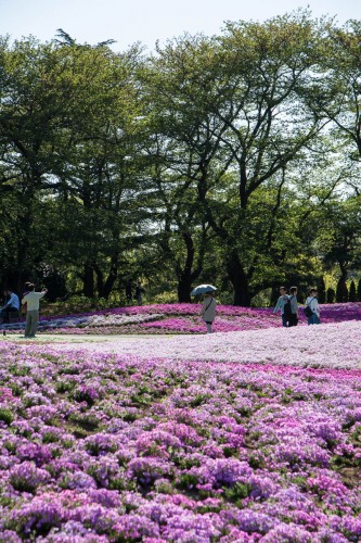 Le jardin Tobu Treasure Garden à Tatebayashi dans la préfecture de Gunma avec ses fleurs roses shibazakura