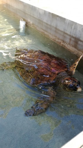 Ogasawara marine center, centre de protection pour les tortues sur l'île de Chichijima au Japon