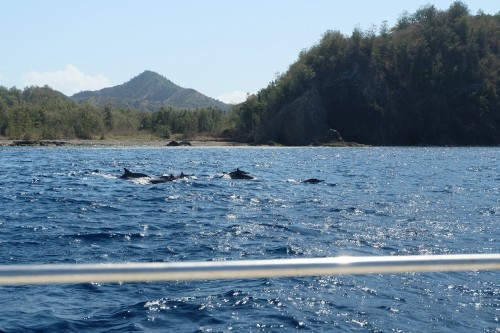 les dauphins à observer sur l'île de Chichijima dans l'archipel de Ogasawara au Japon