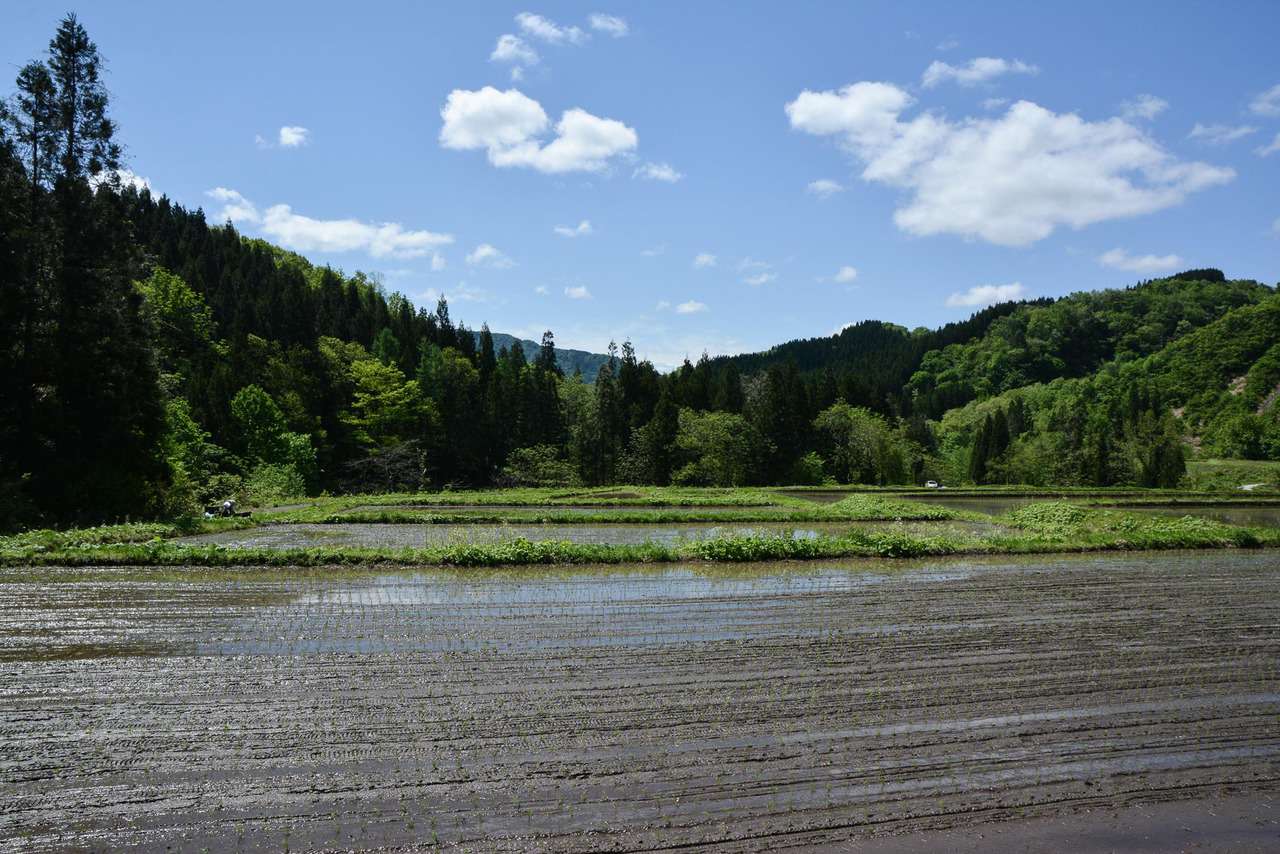 Murakami : planter du riz et dormir dans une famille d’agriculteurs au Japon