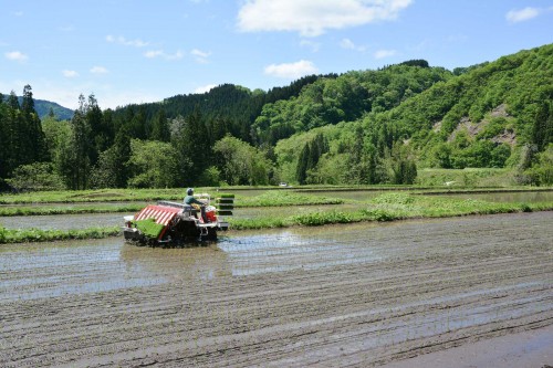 Plantez du riz près de Murakami dans le village de Takane