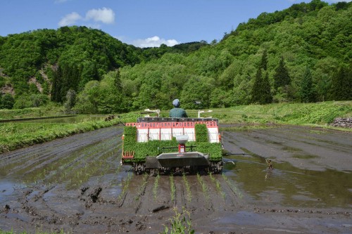 Plantez du riz près de Murakami dans le village de Takane