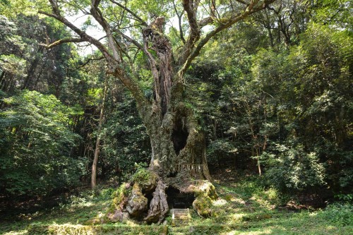 l'arbre camphrier sacré Ohkusu à Takeo Onsen dans la préfecture de Saga