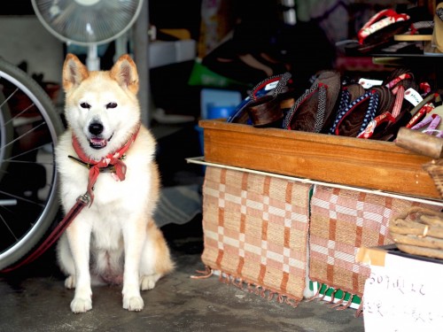 Showa no machi, quartier commerçant de Bungotakada, préfecture d'Oita, sur l'île de Kyushu avec le chien shiba yuki, mascotte