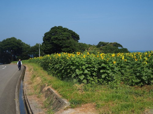 La route pour se rendre à Nagasakibana,tout près des rizières de Tashibunoshou à Oita, Kyushu