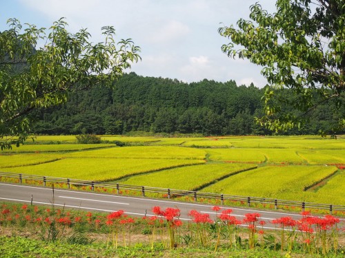 Tashibunoshou, des terres cultivés dans la région de Bungotakada (préfecture d'Oita) à Kyushu