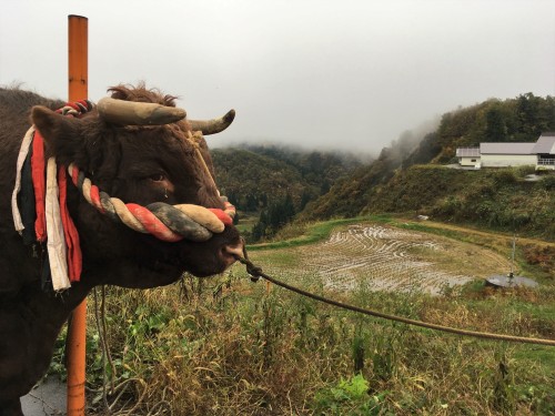 Yamakoshi, écotourisme, agriculture, Japon, Niigata, taureau, culte